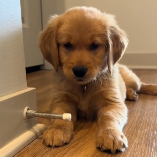 LAZDABOB DOGGO